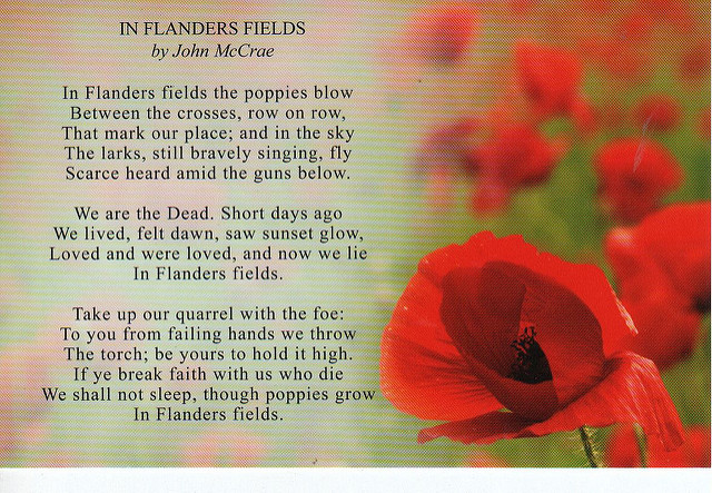 fields of poppys