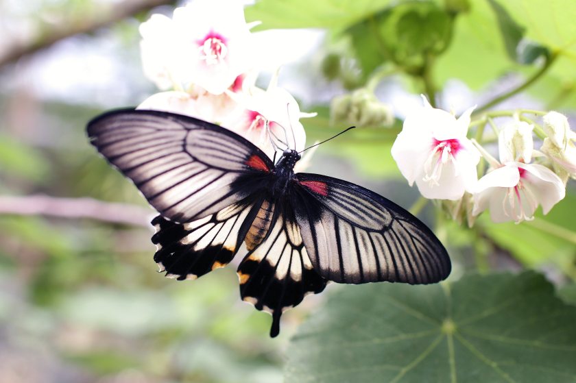 gray-and-black-butterfly-sniffing-white-flower-91946