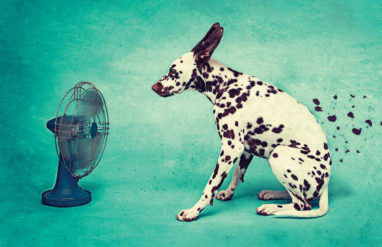 origin-of-dog-days3-382x247